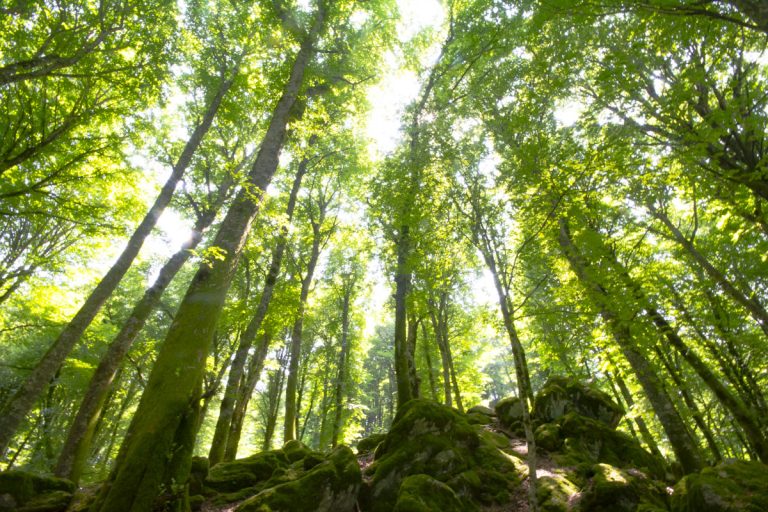 Image: Beech wood in the Discover Lazio tour by Angela Corrias travel designer.